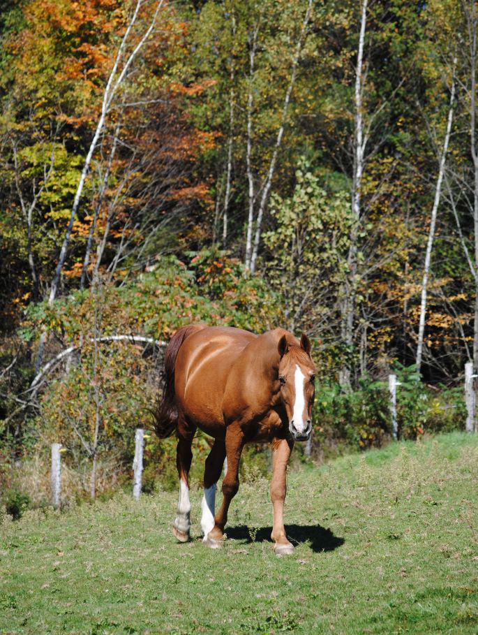 Rhythm of the Rein, Therapeutic Horsemanship in Marshfield Vermont