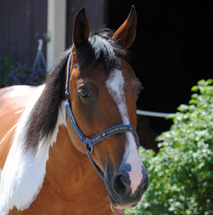 Our Horse Ellie May at Rhythm of the Rein, Therapeutic Horsemanship in Marshfield