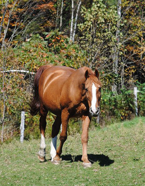 Rhythm of the Rein, Therapeutic Horsemanship in Marshfield Vermont