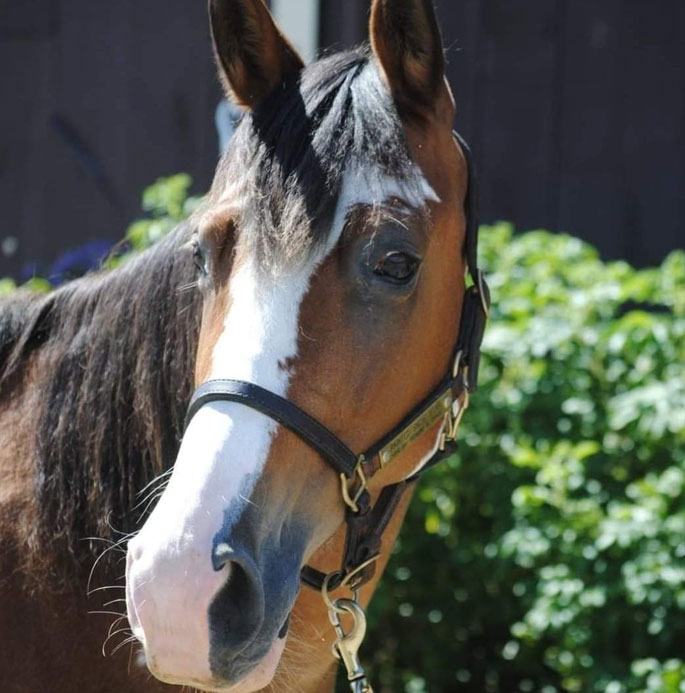 Our Horse Shiloh at Rhythm of the Rein, Therapeutic Horsemanship in Marshfield Vermont